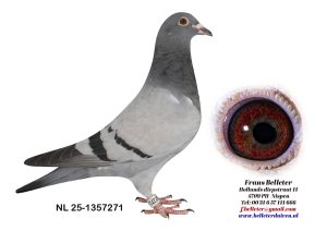 N° 4 : 1357271/2025 : MALE BLEU(FRERE DU LOT 21)