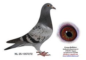 N° 21 : 1357272/2025 : MALE ECAILLE CLAIR (FRERE DU LOT 4)