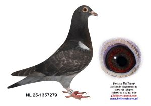 N° 20 : 1357279/2025 : FEMELLE NOIRE (SOEUR DU LOT 8)