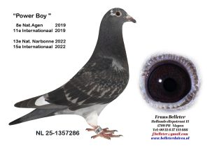 N° 10 : 1357286/2025 : FEMELLE ECAILLEE FONCEE PLUME BLANCHE (SOEUR DU LOT 22)