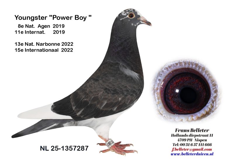 N° 22 : 1357287/2025 : MALE ECAILLE FONCE PLUME BLANCHE (FRERE DU LOT 10)