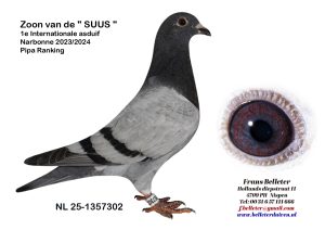 N° 5 : 1357302/2025 : MALE BLEU (FRERE DU LOT 19)