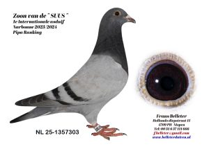 N° 19 : 1357303/2025 : MALE BLEU (FRERE DU LOT 5)