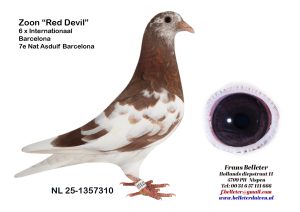 N° 7 : 1357310/2025 : MALE MACOT ROUGE (PROPRE FILS DU RED DEVIL : 6 PRIX SUR BARCELONE !!!)