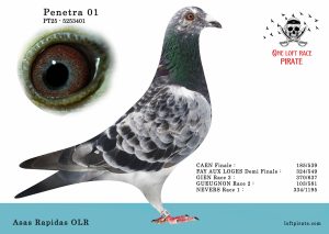 N° 56 : PT-2025-5253401 M – Asas Rapidas ORL