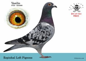 N° 45 : PT-2025-5253699 M  « aveugle d’un oeil » – Espinhal Loft Pigeons