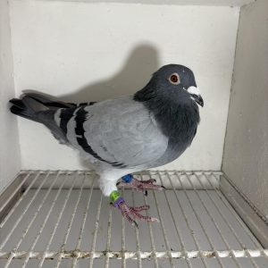 Pigeon 007574 23 deneufbourg