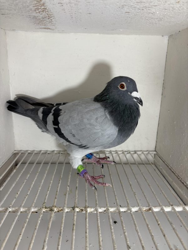 Pigeon 007574 23 deneufbourg