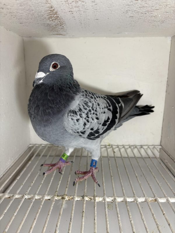 Pigeon 007578 23 deneufbourg
