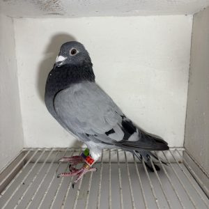 Pigeon 008217 23 deneufbourg