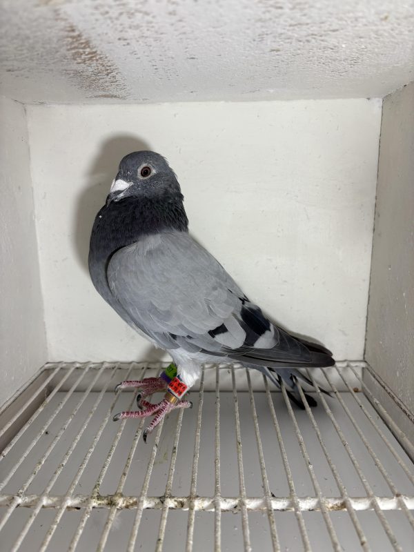 Pigeon 008217 23 deneufbourg