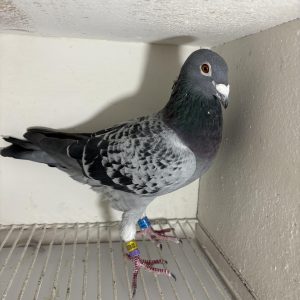 Pigeon 024033 24 deneufbourg