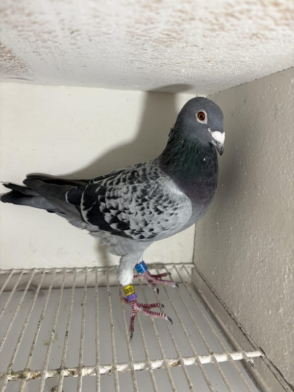Pigeon 024033 24 deneufbourg