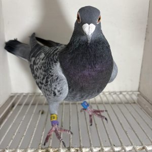 Pigeon 024044 24 deneufbourg