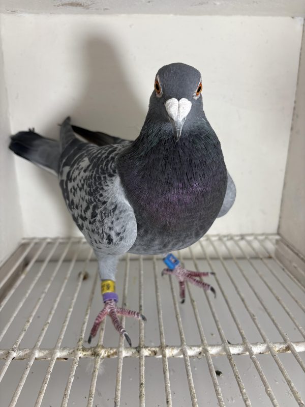 Pigeon 024044 24 deneufbourg