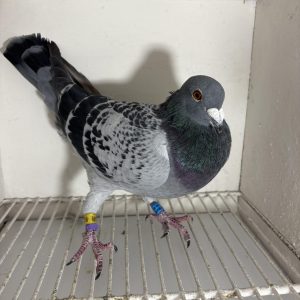 Pigeon 024049 24 deneufbourg
