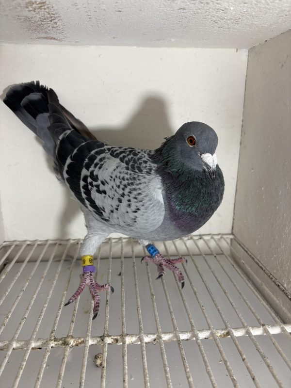 Pigeon 024049 24 deneufbourg