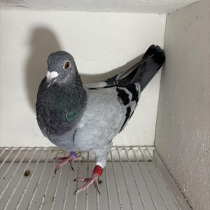 Pigeon 024145 24 deneufbourg