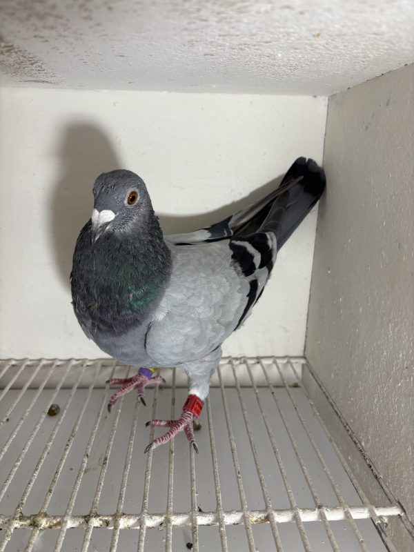 Pigeon 024145 24 deneufbourg