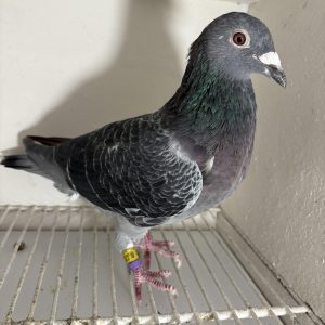 Pigeon 024148 24 deneufbourg