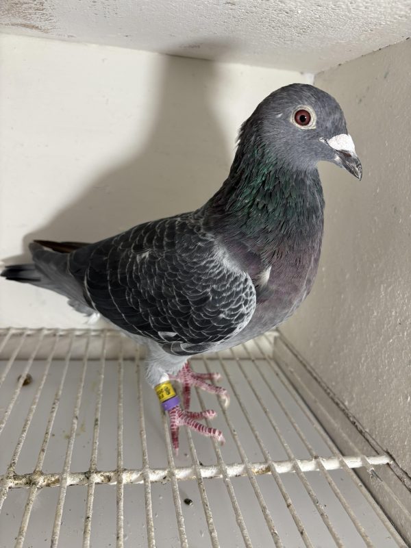 Pigeon 024148 24 deneufbourg