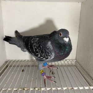 Pigeon 024151 24 deneufbourg