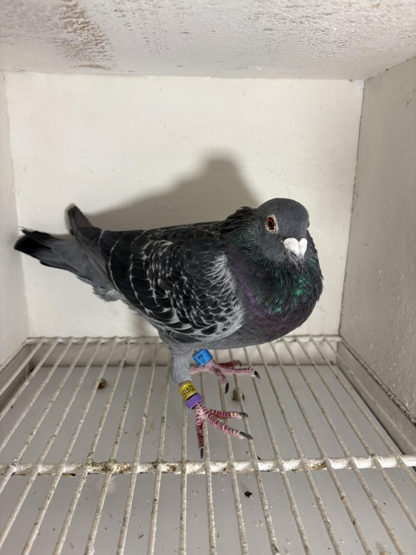 Pigeon 024151 24 deneufbourg