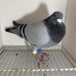 Pigeon 024156 24 deneufbourg