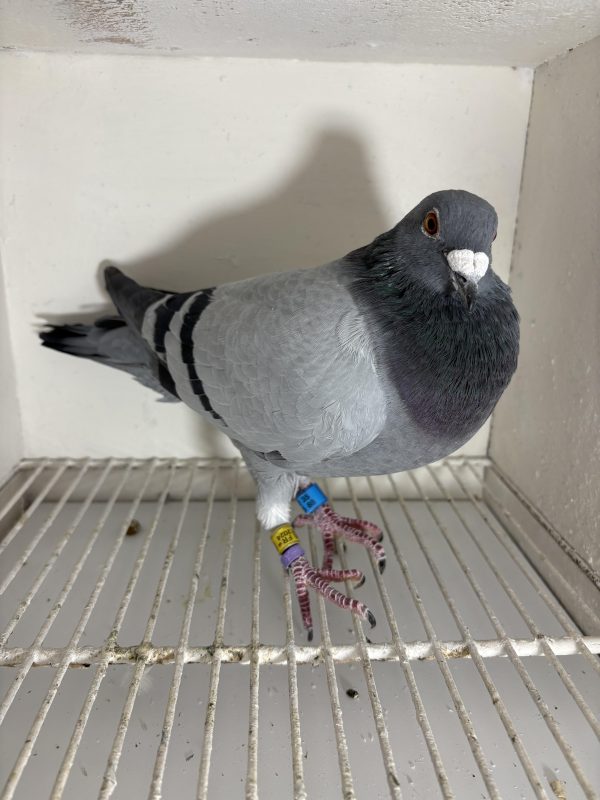Pigeon 024156 24 deneufbourg