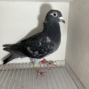 Pigeon 078156 19 deneufbourg
