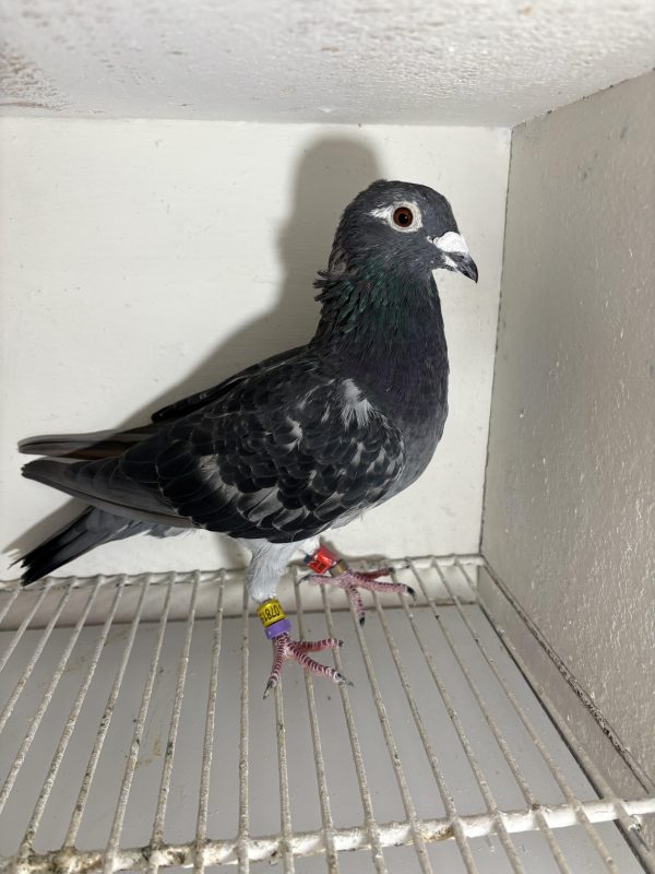 Pigeon 078156 19 deneufbourg