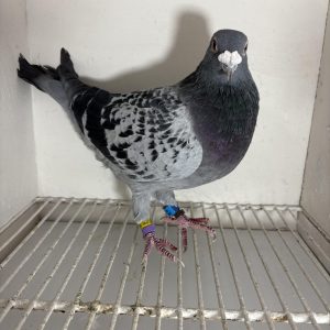 Pigeon 078186 19 deneufbourg