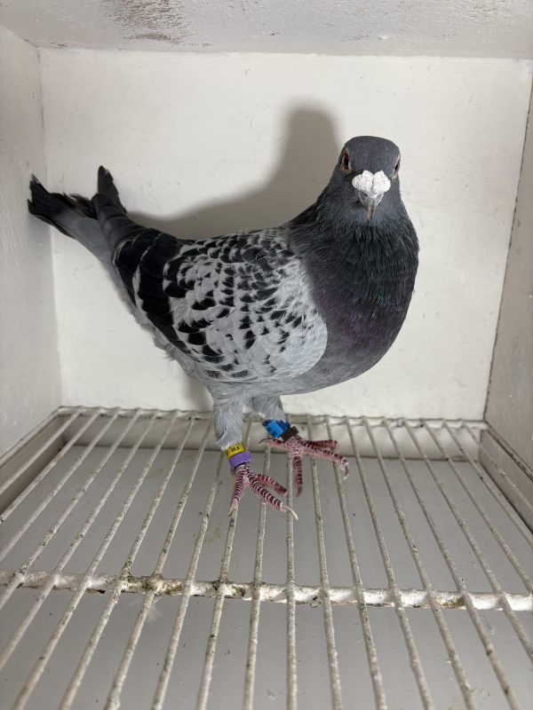 Pigeon 078186 19 deneufbourg
