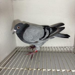 Pigeon 101951 18 deneufbourg