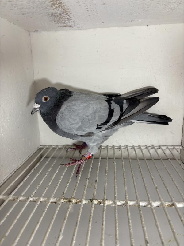 Pigeon 101951 18 deneufbourg