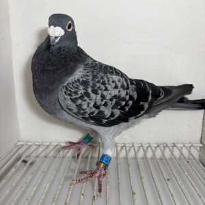 Pigeon 102175 18 deneufbourg