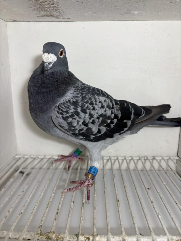 Pigeon 102175 18 deneufbourg