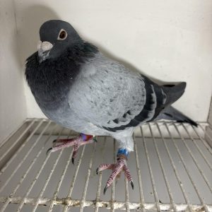 Pigeon 124025 22 deneufbourg