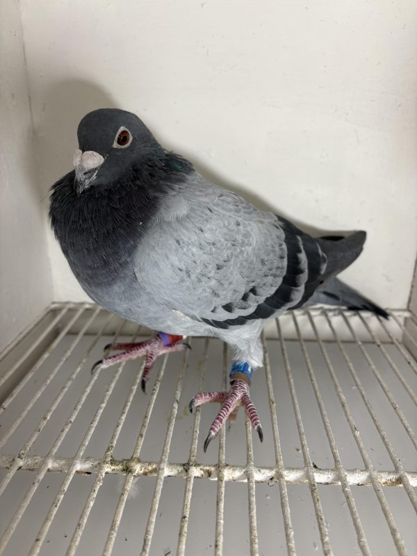 Pigeon 124025 22 deneufbourg