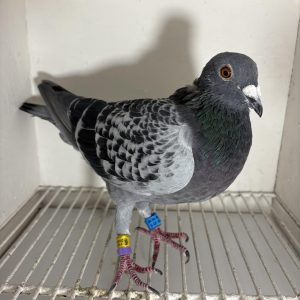 Pigeon 177769 24 deneufbourg