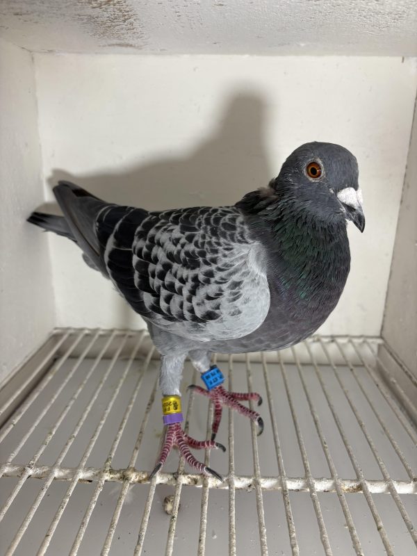 Pigeon 177769 24 deneufbourg
