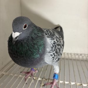 Pigeon 177778 24 deneufbourg