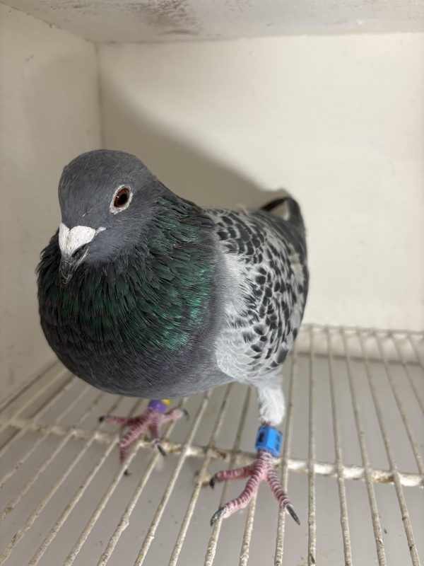 Pigeon 177778 24 deneufbourg
