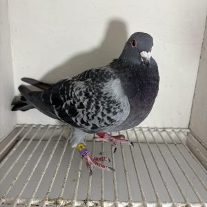Pigeon 177791 24 deneufbourg