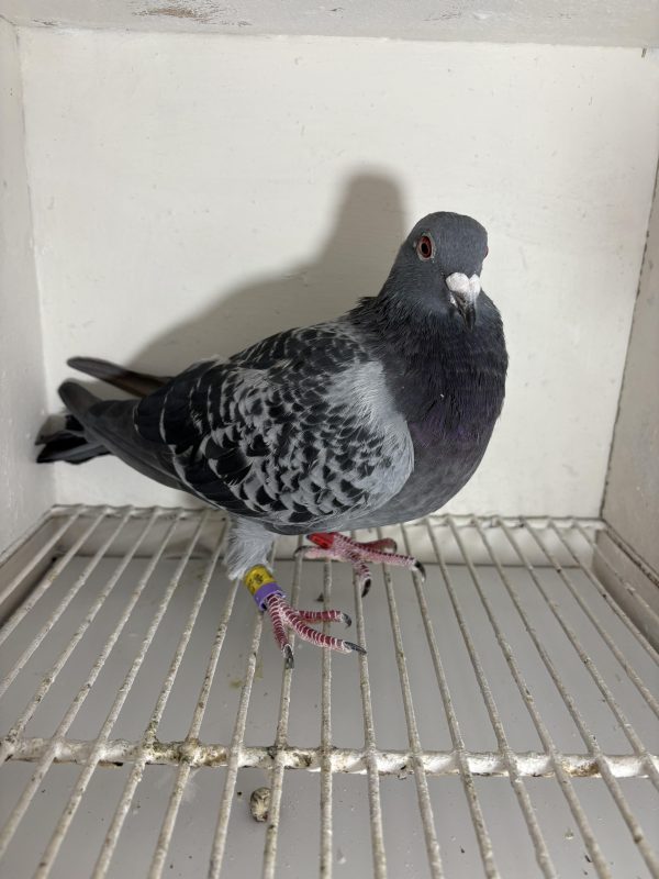 Pigeon 177791 24 deneufbourg