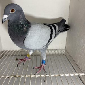 Pigeon 177794 24 deneufbourg