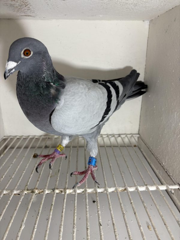 Pigeon 177794 24 deneufbourg