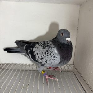 Pigeon 177796 24 deneufbourg