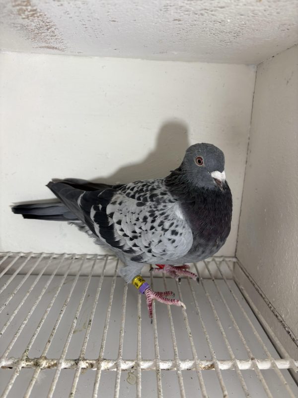 Pigeon 177796 24 deneufbourg