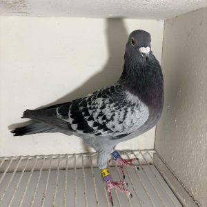 Pigeon 177809 24 deneufbourg